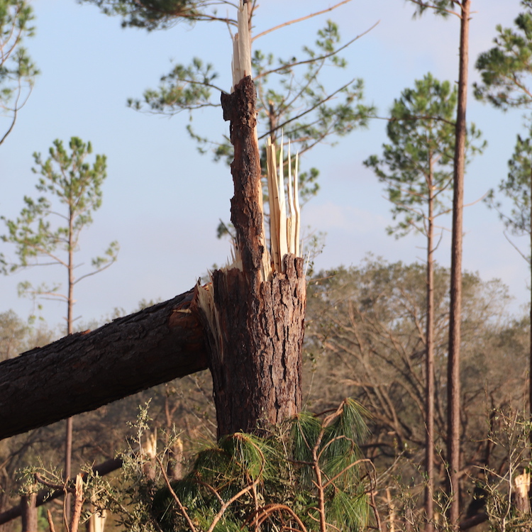Updated forestry hurricane damage estimated at $762 million
